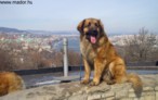 Mador and the Buda Castle