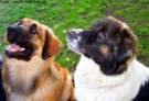 Leonbergi más kutyával (kaukázusi juhász)