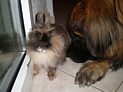 Leo with rabbit