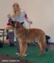 Mador at the Wels dog show in Austria