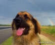 Mador and Rainbow (in Hungary)