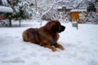 Mador in the snow