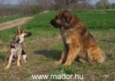 Mador in Nagytarcsa with Lisa (4 months young German Shepherd)