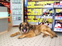 Mador in the dog-friendly shoe shop  (Deichmann)