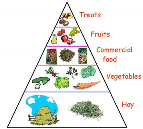 Táplálási piramis