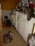 Millie + siberian cats